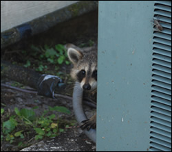 raccoon removal Raleigh